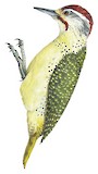 Fine-spotted Woodpecker Illustration