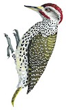 Speckle-throated Woodpecker Illustration