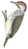 Nubian Woodpecker Illustration