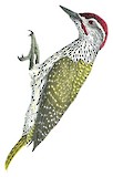 Golden-tailed Woodpecker Illustration