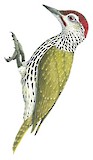 Mombasa Woodpecker Illustration