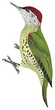 Tullberg's Woodpecker Illustration