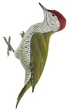 Fine-banded Woodpecker Illustration