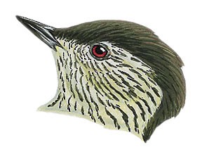 Pardipicus nivosus nivosus