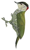 Buff-spotted Woodpecker Illustration