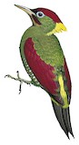 Crimson-winged Woodpecker Illustration