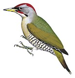 Japanese Green Woodpecker Illustration