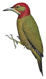 Red-collared Woodpecker Illustration