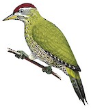 Streak-throated Woodpecker Illustration