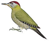 Streak-breasted Woodpecker Illustration