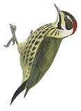 Melancholy Woodpecker Illustration