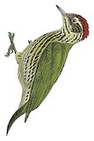 Gabon Woodpecker Illustration