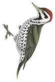 Stierling's Woodpecker Illustration