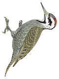 Bearded Woodpecker Illustration