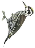 Yellow-crested Woodpecker Illustration