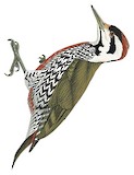 Fire-bellied Woodpecker Illustration