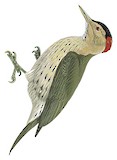 Elliot's Woodpecker Illustration