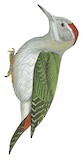 African Grey Woodpecker Illustration