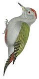 Eastern Grey Woodpecker Illustration