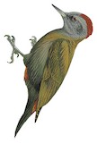 Olive Woodpecker Illustration