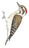 Brown-backed Woodpecker Illustration