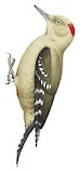 Arabian Woodpecker Illustration