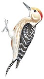 Yellow-crowned Woodpecker Illustration