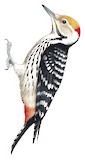 Brown-fronted Woodpecker Illustration