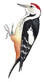 Middle Spotted Woodpecker Illustration