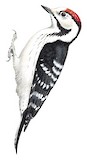 Lesser Spotted Woodpecker Illustration