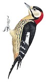 Crimson-naped Woodpecker Illustration