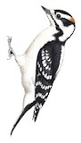 Downy Woodpecker Illustration