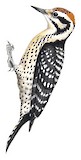 Ladder-backed Woodpecker Illustration