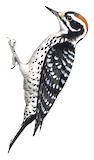 Nuttall's Woodpecker Illustration