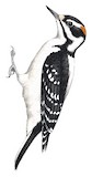 Hairy Woodpecker Illustration