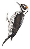 Strickland's Woodpecker Illustration