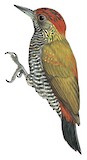 Red-rumped Woodpecker Illustration