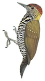 Golden-collared Woodpecker Illustration