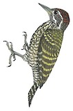 White-spotted Woodpecker Illustration