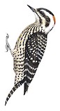 Striped Woodpecker Illustration