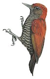 Blood-colored Woodpecker Illustration