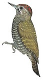 Dot-fronted Woodpecker Illustration