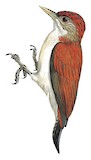 Scarlet-backed Woodpecker Illustration