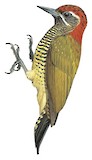 Yellow-vented Woodpecker Illustration