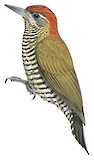 Bar-bellied Woodpecker Illustration