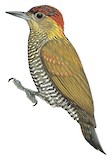 Red-stained Woodpecker Illustration