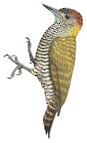 Yellow-eared Woodpecker Illustration