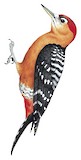 Rufous-bellied Woodpecker Illustration