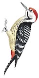 Stripe-breasted Woodpecker Illustration