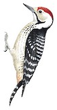 Freckle-breasted Woodpecker Illustration